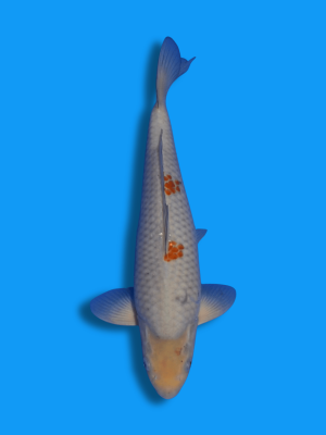 Ochiba Shigure | Koi&Co.